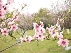  杭城美如画,细品诗中花,趁着周末去领略西湖美景三月天吧