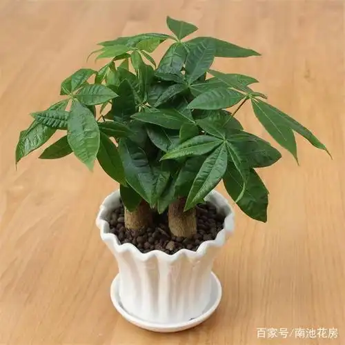  冬季养发财树,做好这四个基本,持续绿油油