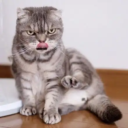  卖萌猫可怜猫见怪不怪了看看这只凶猫算得上表情猫里的代表了