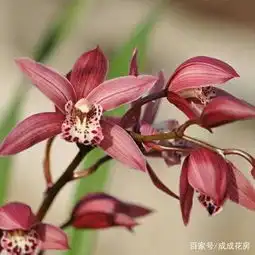  为什么有花苞的兰花晒过太阳之后花葶会弯