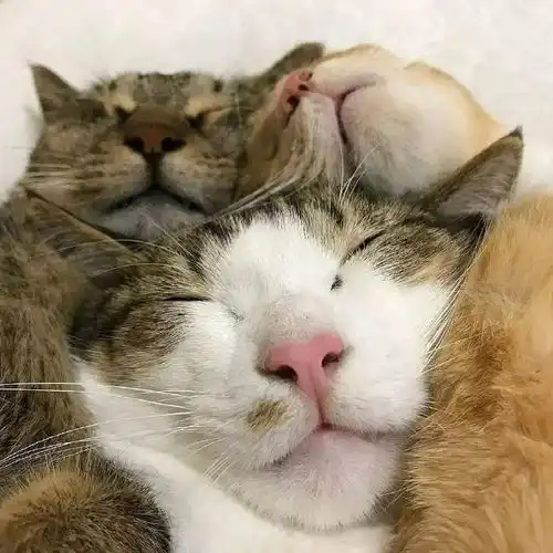  这三只猫在一起的样子,像不像你和你的闺蜜