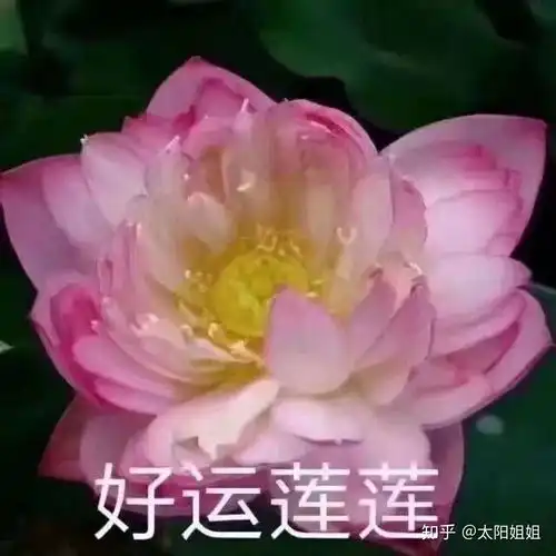 女人用的幸运花头像带字