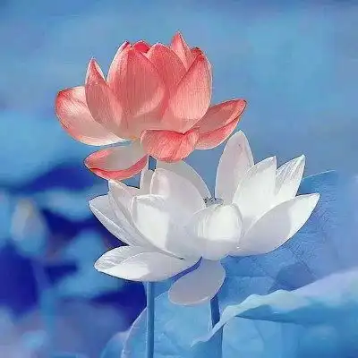  老人微信荷花头像图片,做微信头像最漂亮莲花的图片