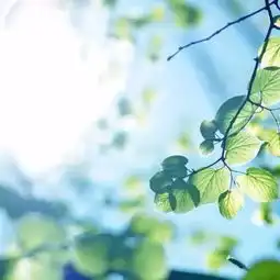 有太阳光的微信头像灿烂
