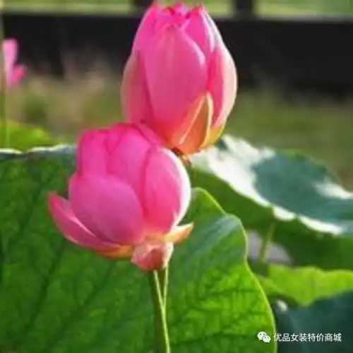  画眉这样画眉竟然比整容还好看