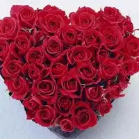  红色玫瑰花微信头像图片大全