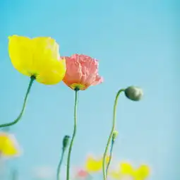  小清新森系植物伤感绿色意境图片