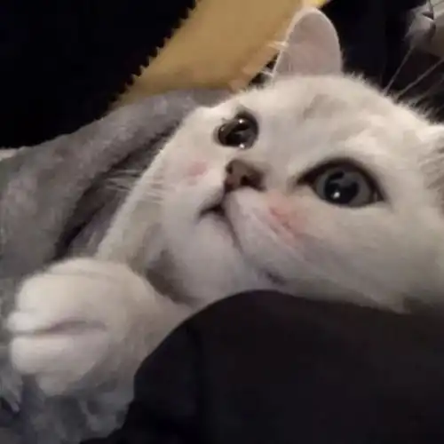  可爱猫咪头像我要早点睡觉啦,明微信头像我要个性网