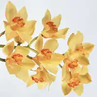  经典兰花微信头像招财好运兰花图片大全