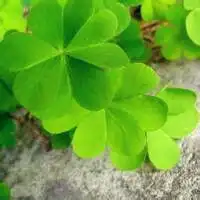  微信四叶草图片头像代表幸运的四叶草