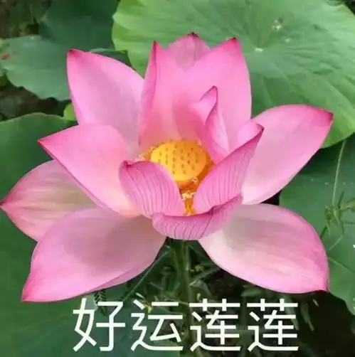 妈妈微信头像图片花朵