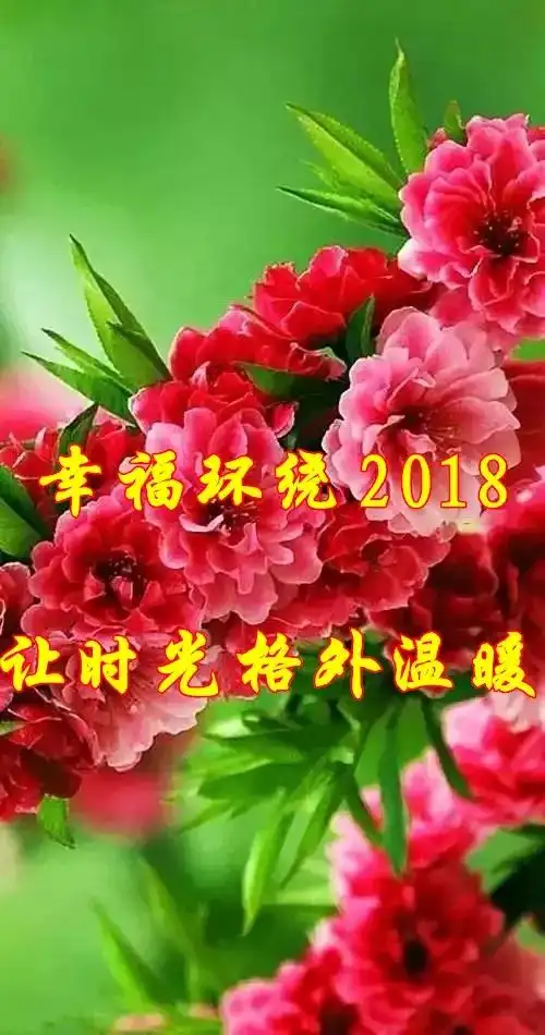  2017年的钟声已经敲响我把最真挚的祝福送给您