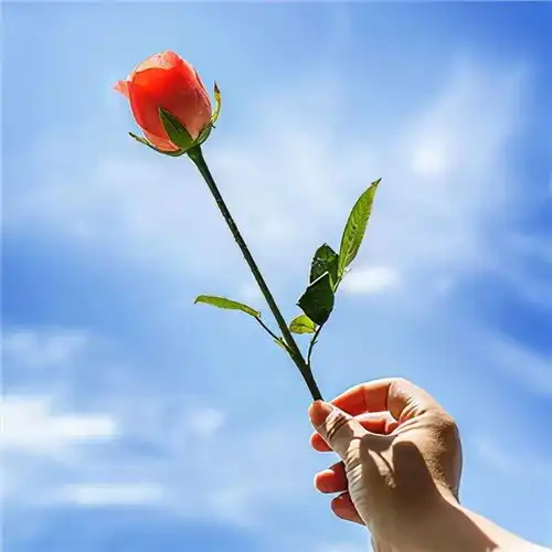  倘若有一天,你爱的人不爱你了,做好三件事,你就赢了