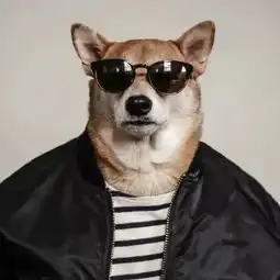  2017柴犬绅士bodhi最新硬照,简直帅呆了