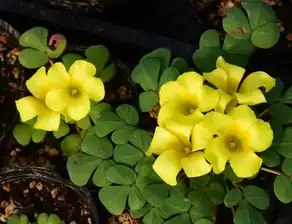  上海植物园