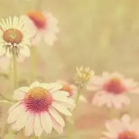 微信头像大全花草
