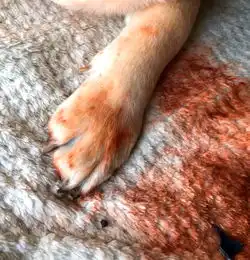  狗狗咬碎主人口红,高昂头颅不认错,狗我没错,我在帮你试色