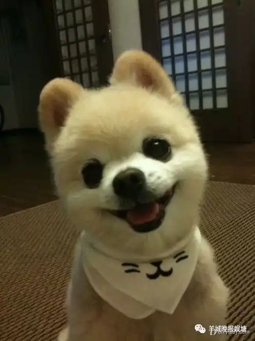  这档节目让怕狗的沙溢带警犬,相当于把密集恐惧症患者关到深圳机场三天三夜啊娱塘