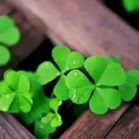 幸运草造型头像图片精灵