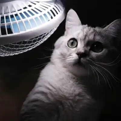  招财微信头像