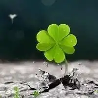  鲜花头像图片大全大图唯美清新鲜花花束头像