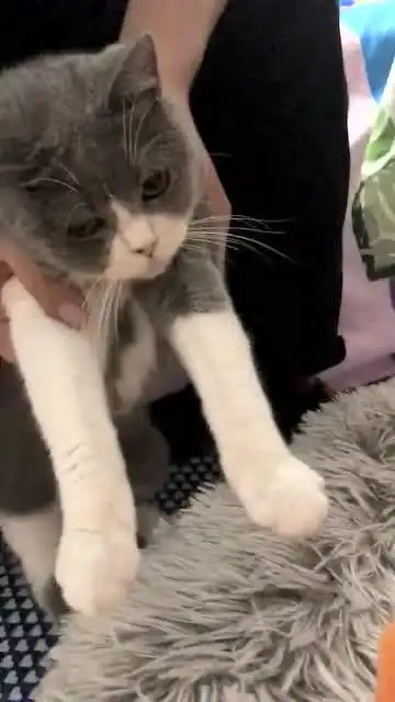  丸子无法接受一下子多了这么多姐妹