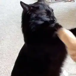 闺蜜双人头像猫咪受伤