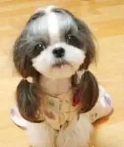  谁来告诉我这是什么品种的狗狗多少钱
