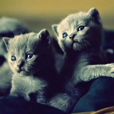  猫萌萌哒头像,可爱的小猫咪分享给用小猫做头像的女生