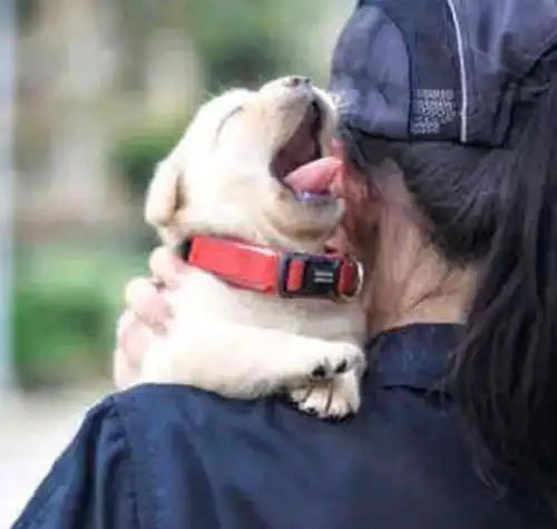  作为一只警犬,成天奶声奶气地,这样如何能担起大任