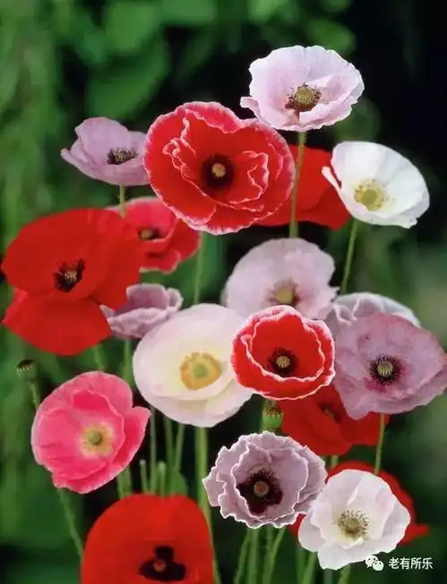  2019年最新珍藏花册,看一眼美进心窝