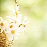  带花又带心的微信图像微信头像图片大全