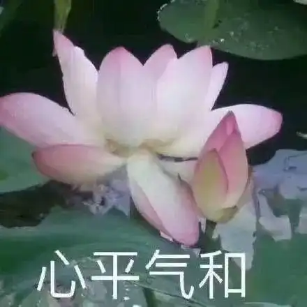 佛系莲花头像图片大全佛系莲花头像带字图片大全高清免费预约v1.0嗨客手机下载站