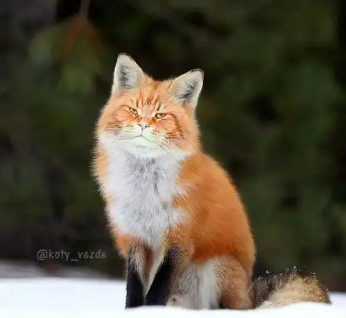  假如所有的动物都长着一张猫脸哈哈哈神经病啊
