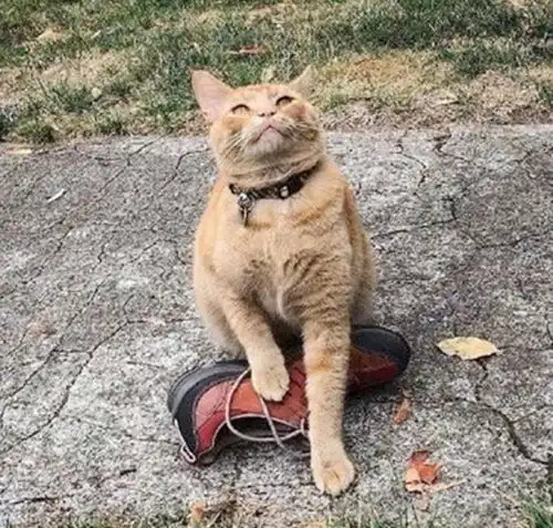  好心救了只流浪猫,猫咪为报恩每天给女孩叼来这东西,太可爱了