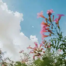  带好运的风景花草微信头像2019精选唯美优质风景头像心愿游戏