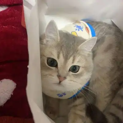  苏瓷可爱猫咪头像宠物可爱微微信头像我要个性网