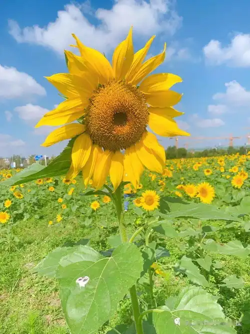  阳光下的向日葵记永兴佳园幼儿园大一班班本课程
