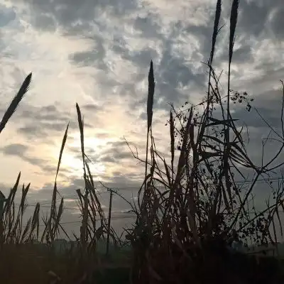  植物头像超漂亮的花草风景图片