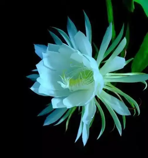 简单的头像清新脱俗神话