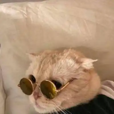  猫猫头像高清可以当头像的猫图片