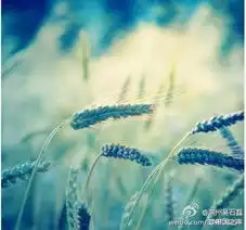  因为广播8块钱就相当不错了