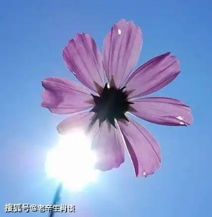  事业有新的突破的3大生肖,事业腾飞,人生达到顶峰