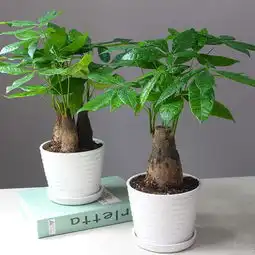  花都被养死了避免这几点,不做植物杀手