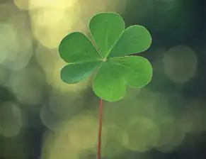  心理测试4朵幸运草你会选择哪朵测测你什么时候能咸鱼翻身