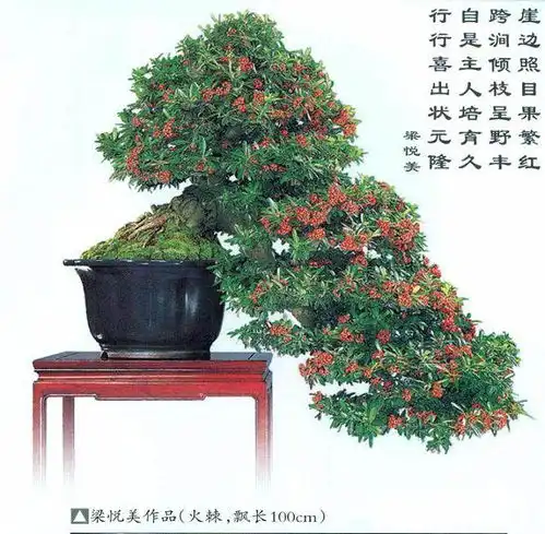  台湾女性盆景艺术家梁悦美
