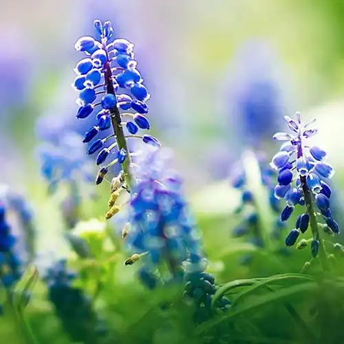  白色风信子花儿