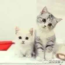  这对网红兄弟猫好有爱啊是不是只要两只猫聚在一起,就会给两脚兽发狗粮