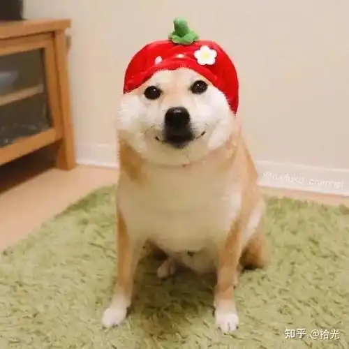 情侣头像奶凶奶气的不是