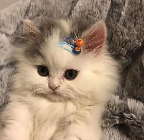  宠物迪士尼在逃小猫咪找到了网友她是公主转世吧
